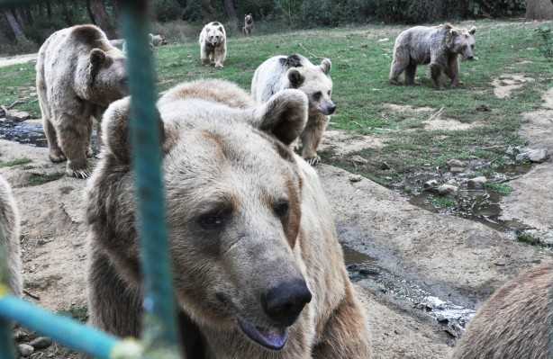 Foto - Yaban hayvanları Bursa'da güvende