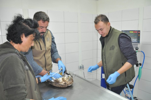 Foto - Yaban hayvanları Bursa'da güvende