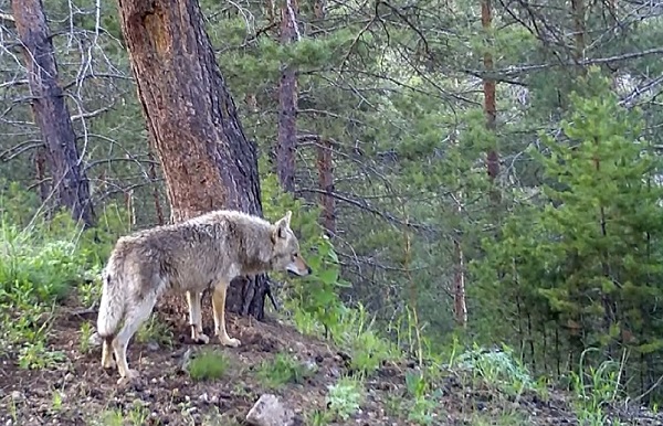 Foto - Yaban hayvanları doğal ortamlarında 242 noktadan takip edildi