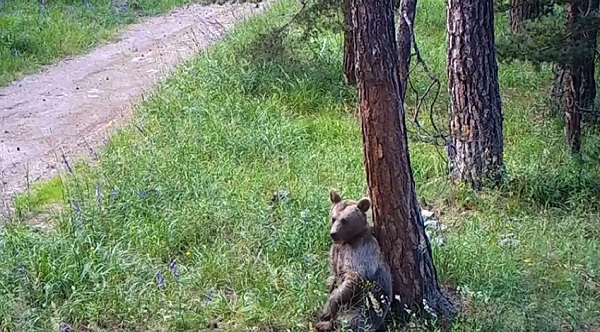 Foto - Yaban hayvanları doğal ortamlarında 242 noktadan takip edildi