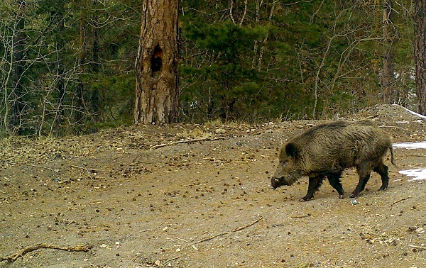 Foto - Yaban hayvanları doğal ortamlarında 242 noktadan takip edildi