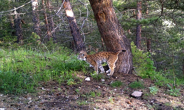 Foto - Yaban hayvanları doğal ortamlarında 242 noktadan takip edildi