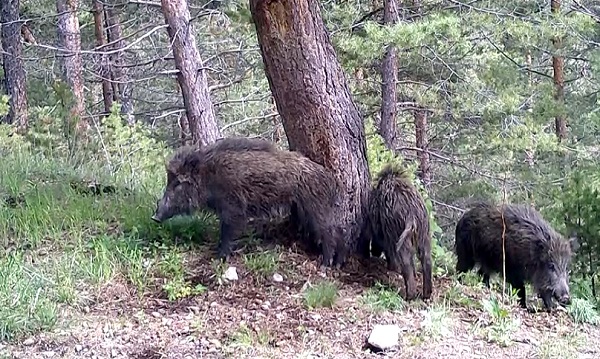 Foto - Yaban hayvanları doğal ortamlarında 242 noktadan takip edildi