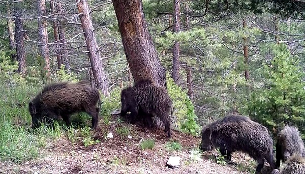 Foto - Yaban hayvanları doğal ortamlarında 242 noktadan takip edildi