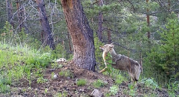 Foto - Yaban hayvanları doğal ortamlarında 242 noktadan takip edildi