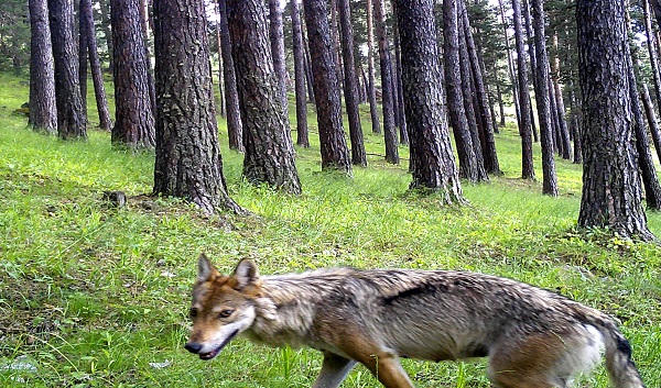 Foto - Yaban hayvanları doğal ortamlarında 242 noktadan takip edildi