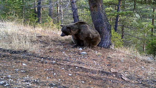 Foto - Yaban hayvanları doğal ortamlarında 242 noktadan takip edildi