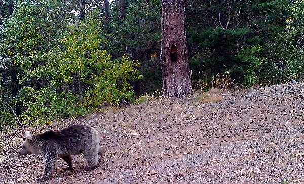 Foto - Yaban hayvanları doğal ortamlarında 242 noktadan takip edildi