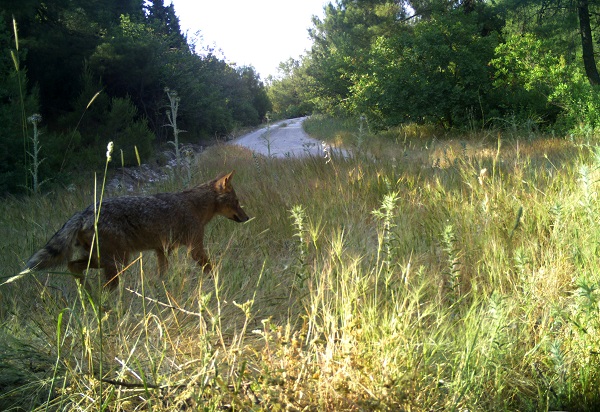 Foto - Yaban hayvanları foto kapana yakalandı!