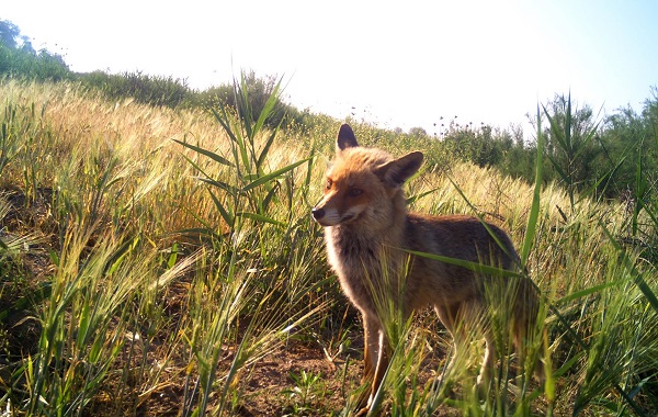 Foto - Yaban hayvanları foto kapana yakalandı!