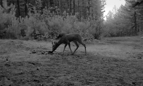 Foto - Yaban hayvanları foto kapana yakalandı!