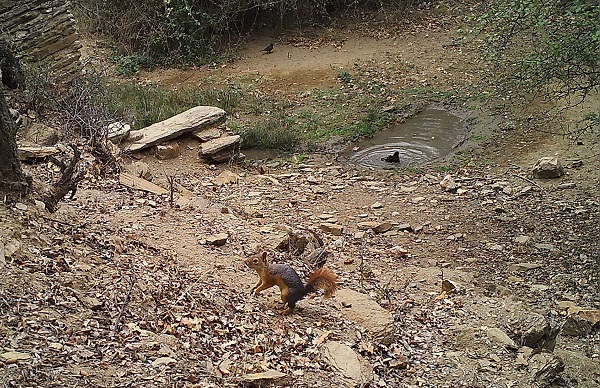 Yaban hayvanları foto kapana yakalandı!