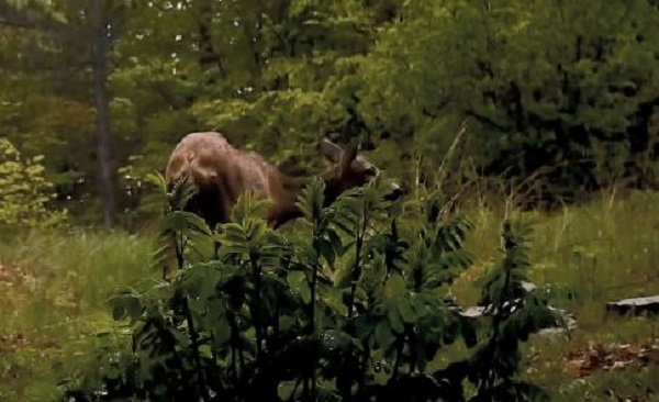 Foto - Yaban hayvanları fotokapana takıldı