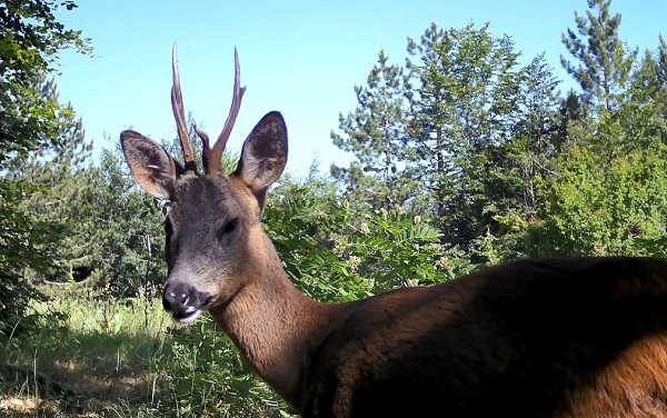 Foto - Yaban hayvanları fotokapana takıldı