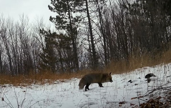 Foto - Yaban hayvanları fotokapana takıldı