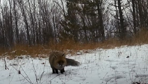 Foto - Yaban hayvanları fotokapana takıldı