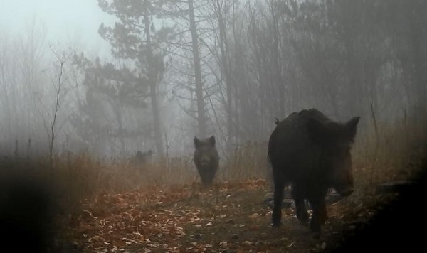 Foto - Yaban hayvanları fotokapana takıldı