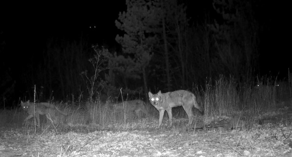 Foto - Yaban hayvanları fotokapana takıldı
