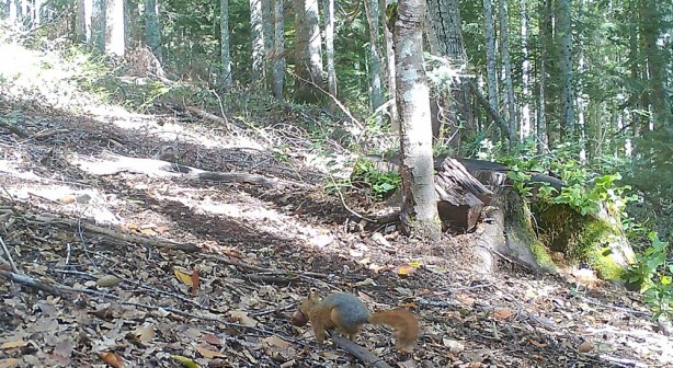 Foto - Yaban hayvanları fotokapana takıldı! İşte o görüntüler
