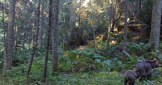 Foto - Yaban hayvanları fotokapana takıldı! İşte o görüntüler