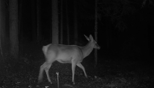 Foto - Yaban hayvanları fotokapana takıldı! İşte o görüntüler
