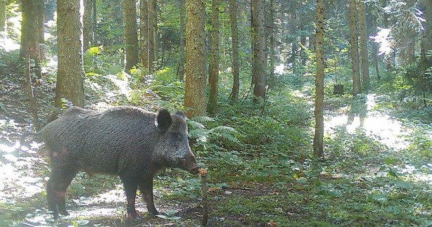 Foto - Yaban hayvanları fotokapana takıldı! İşte o görüntüler