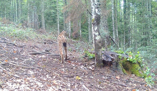 Foto - Yaban hayvanları fotokapana takıldı! İşte o görüntüler