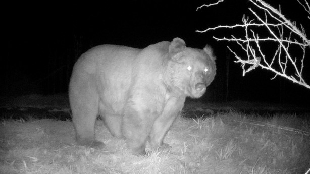 Foto - Yaban hayvanları fotokapanla görüntülendi