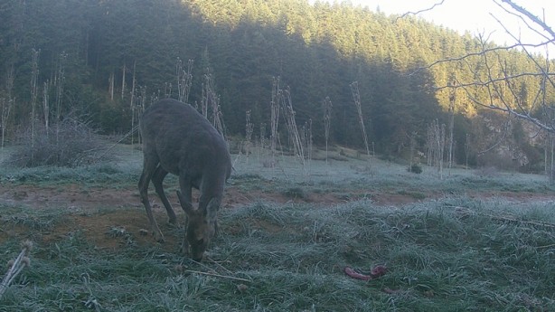 Foto - Yaban hayvanları fotokapanla görüntülendi