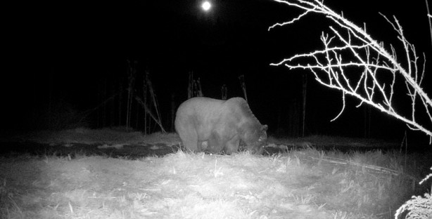 Foto - Yaban hayvanları fotokapanla görüntülendi