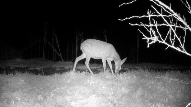 Yaban hayvanları fotokapanla görüntülendi