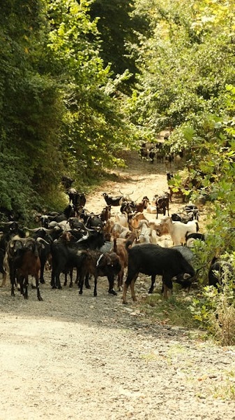 Foto - Yaban hayvanları için can suyu!