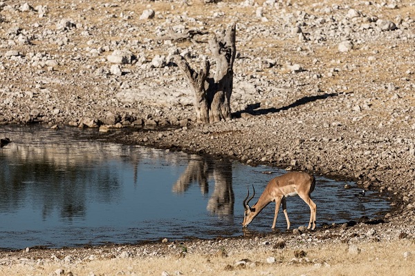 Foto - Yaban hayvanları için can suyu!