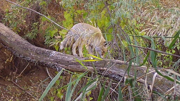 Yaban hayvanları yerleştirilen fotokapanlara yakalandı!