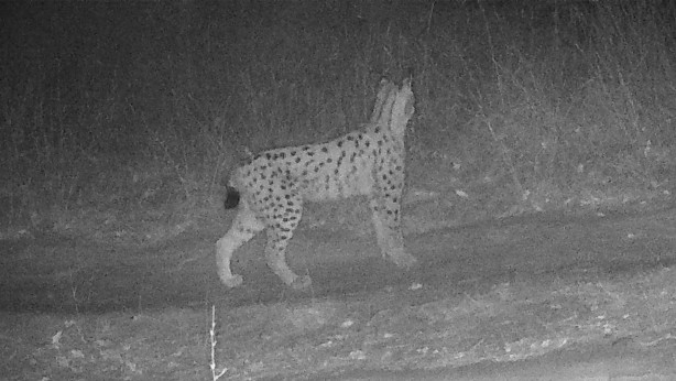 Foto - Yaban hayvanları yerleştirilen fotokapanlara yakalandı!