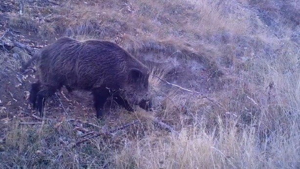 Foto - Yaban hayvanları yerleştirilen fotokapanlara yakalandı!