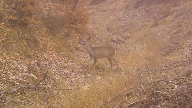 Foto - Yaban hayvanları yerleştirilen fotokapanlara yakalandı!