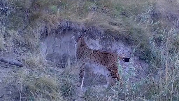 Foto - Yaban hayvanları yerleştirilen fotokapanlara yakalandı!