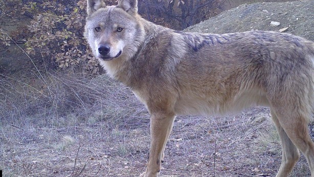 Foto - Yaban hayvanları yerleştirilen fotokapanlara yakalandı!
