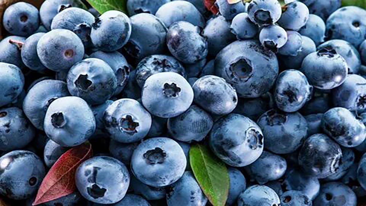 Foto - Yaban mersini her bünyeye uygun değil! Bu kişiler kesinlikle tüketmemeli