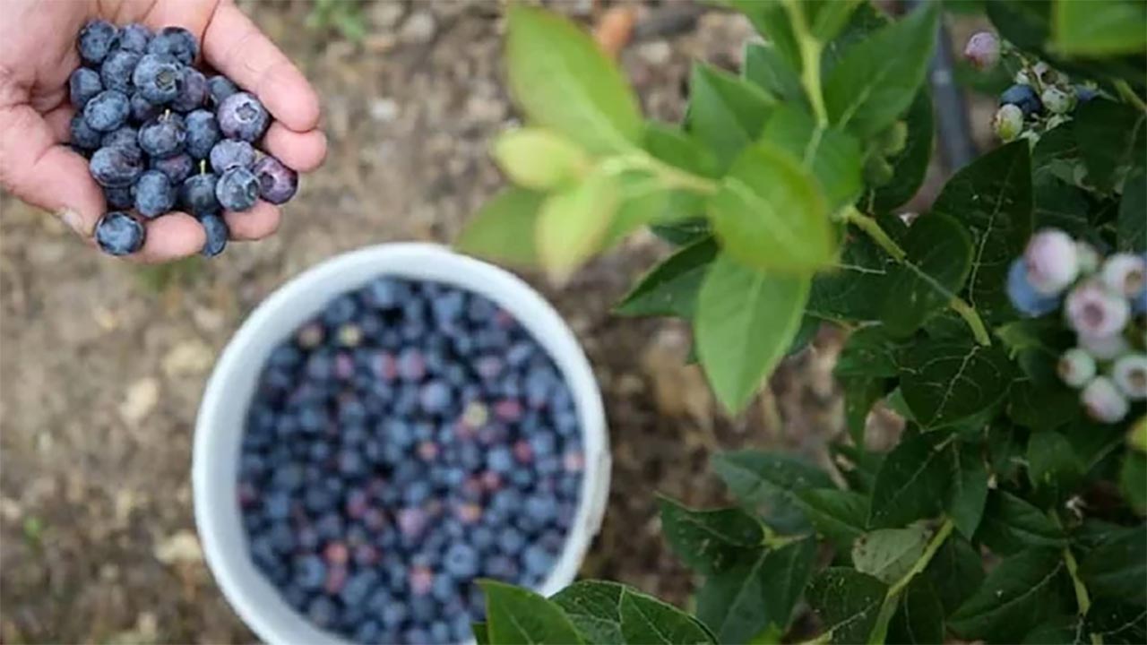 Foto - Yaban mersini her bünyeye uygun değil! Bu kişiler kesinlikle tüketmemeli