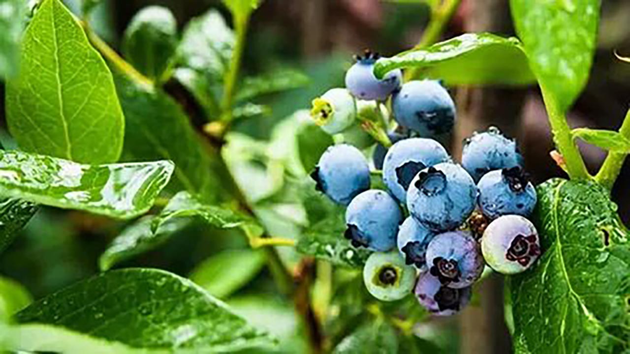 Foto - Yaban mersini her bünyeye uygun değil! Bu kişiler kesinlikle tüketmemeli