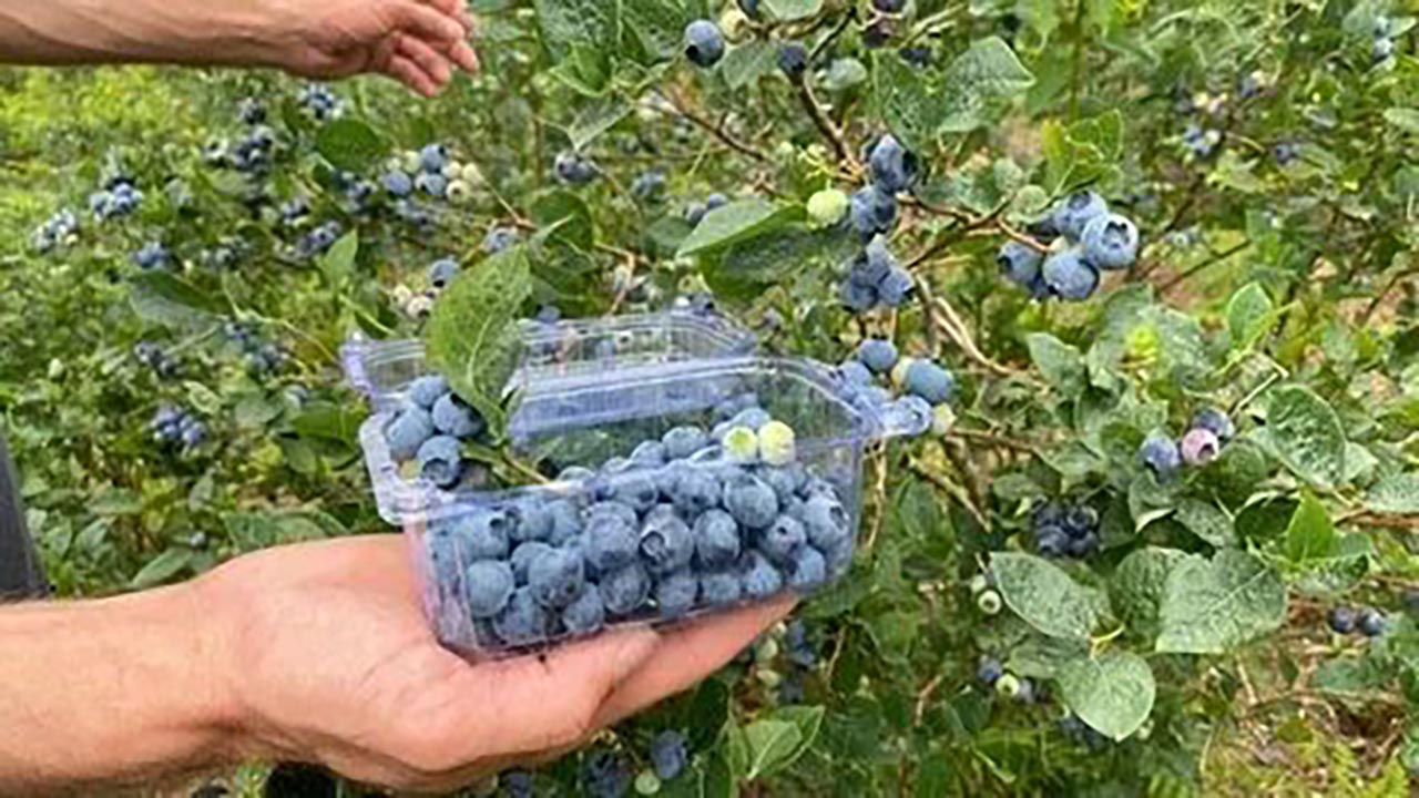 Foto - Yaban mersini her bünyeye uygun değil! Bu kişiler kesinlikle tüketmemeli