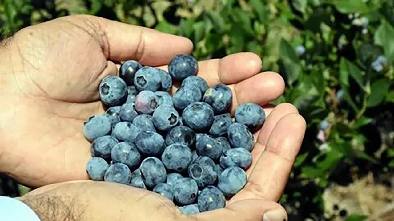 Foto - Yaban mersini her bünyeye uygun değil! Bu kişiler kesinlikle tüketmemeli
