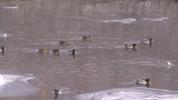 Foto - Yaban ördekleri Kars Çayı'nı mesken tuttu