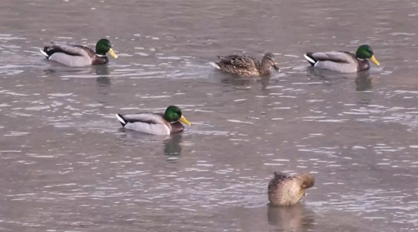 Yaban ördekleri Kars Çayı'nı mesken tuttu