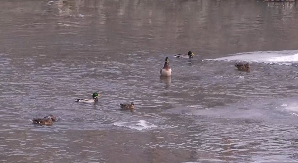 Foto - Yaban ördekleri Kars Çayı'nı mesken tuttu