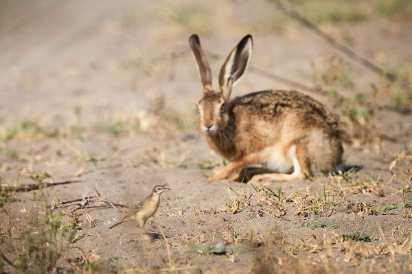 Foto - Yaban tavşanı objektiflere poz verdi