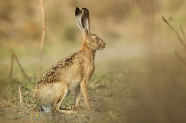 Foto - Yaban tavşanı objektiflere poz verdi