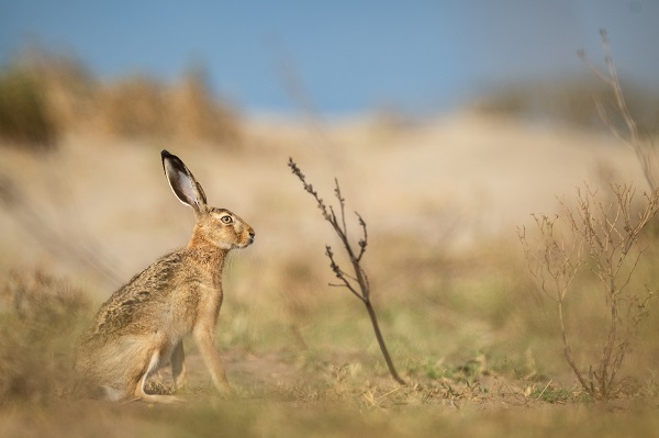 Foto - Yaban tavşanı objektiflere poz verdi